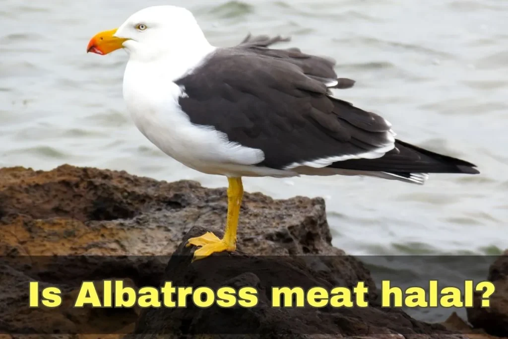 featured - Is Albatross meat halal?