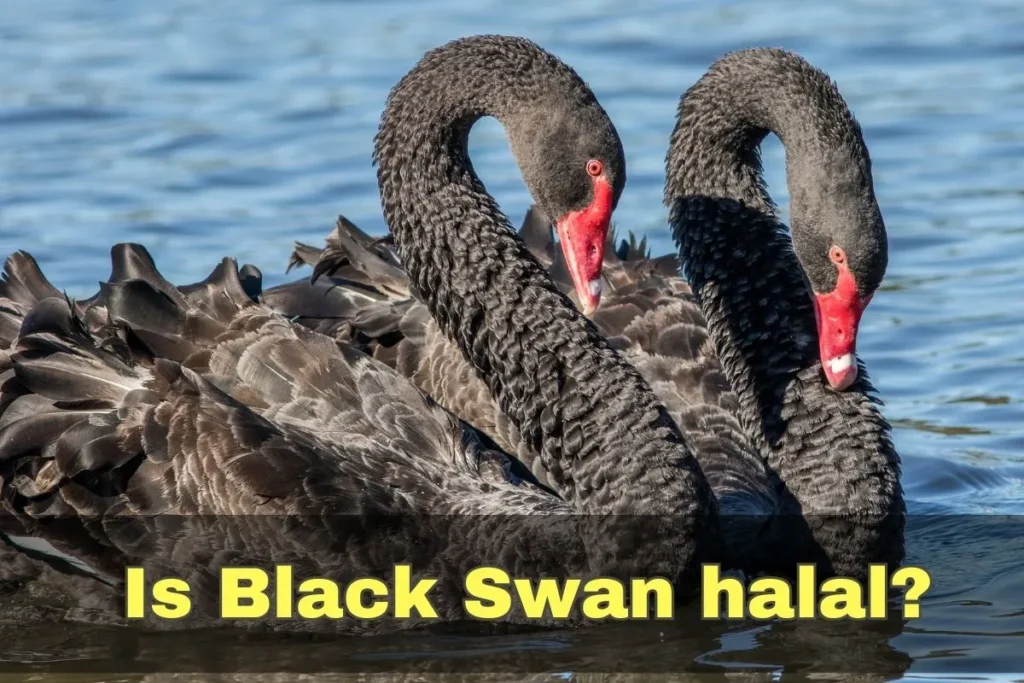 vorgestellt - Ist Black Swan halal?