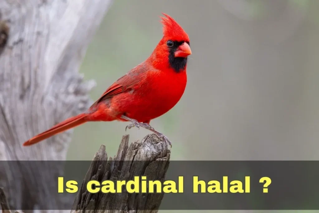 vorgestellt - ist Kardinal-Halal