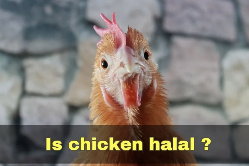 featured - is chicken halal