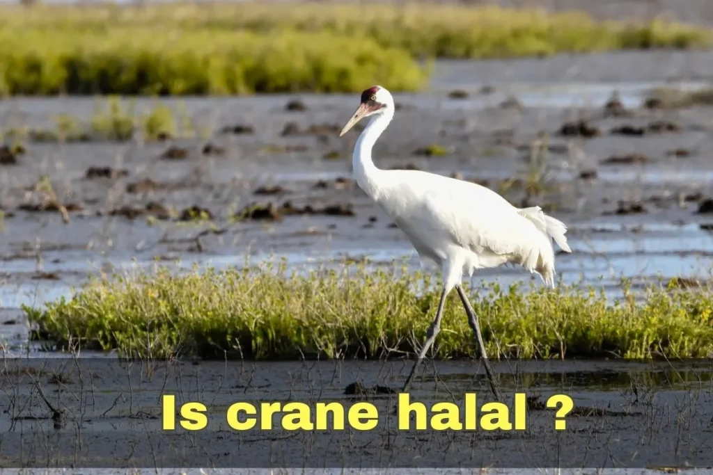 aanbevolen - is halal kraanvogel in de islam
