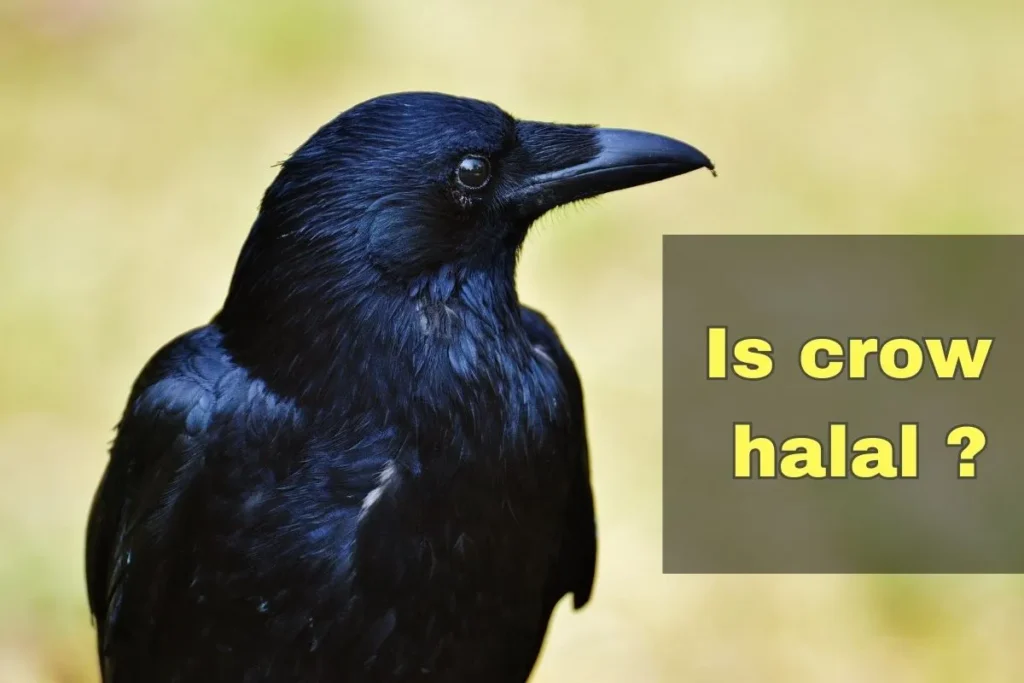 featured - is crow halal