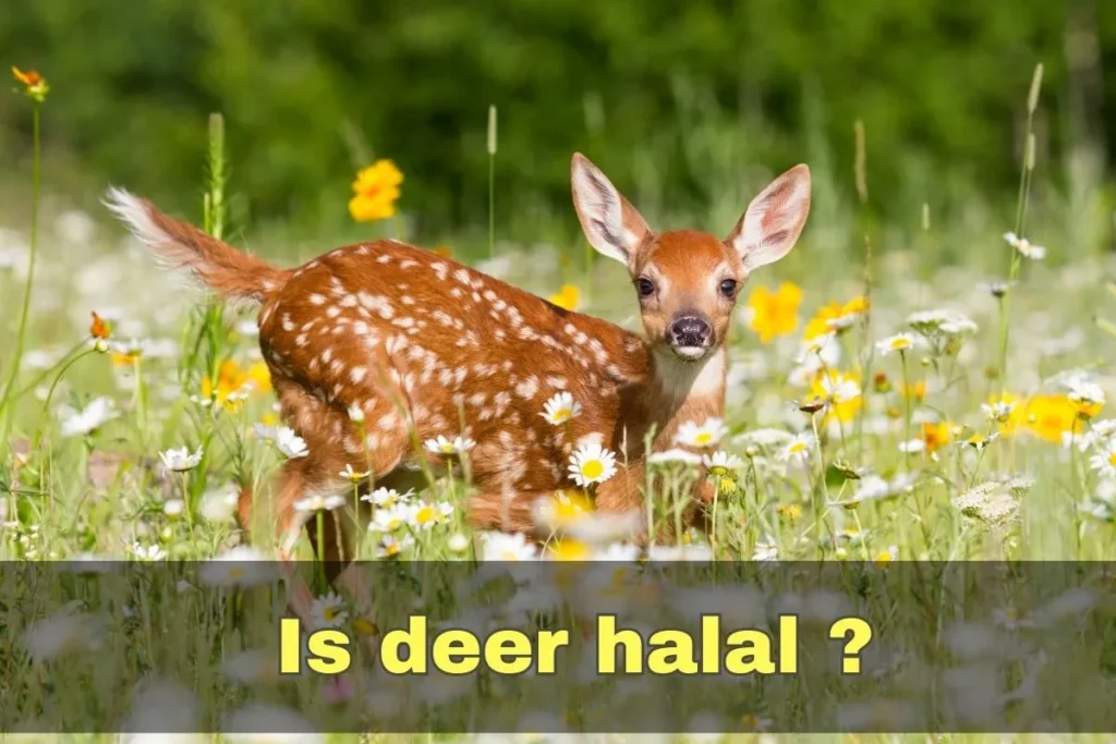 en vedette - le cerf est-il halal ou haram