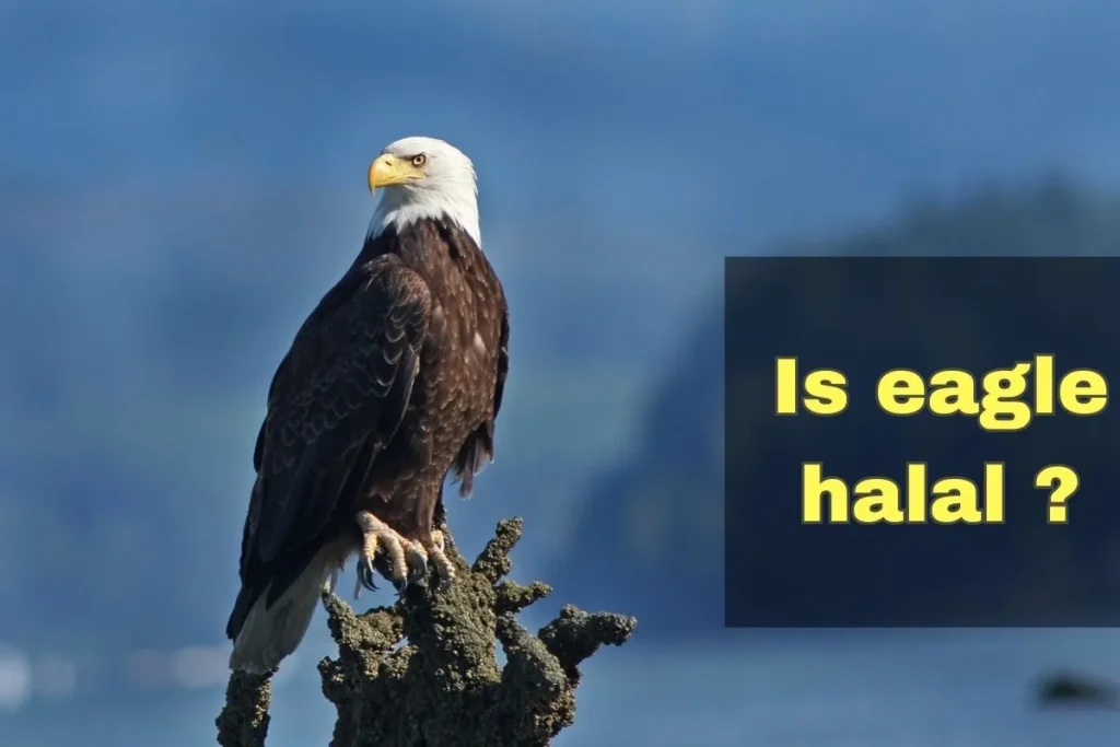 vorgestellt – ist Eagle Halal