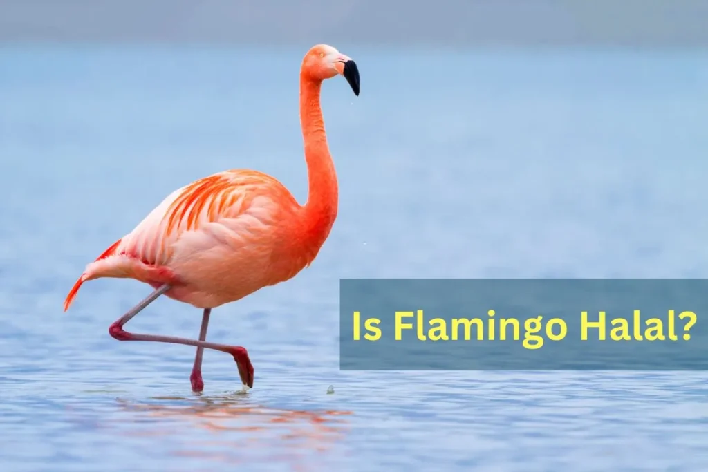 vorgestellt – ist Flamingo halal?