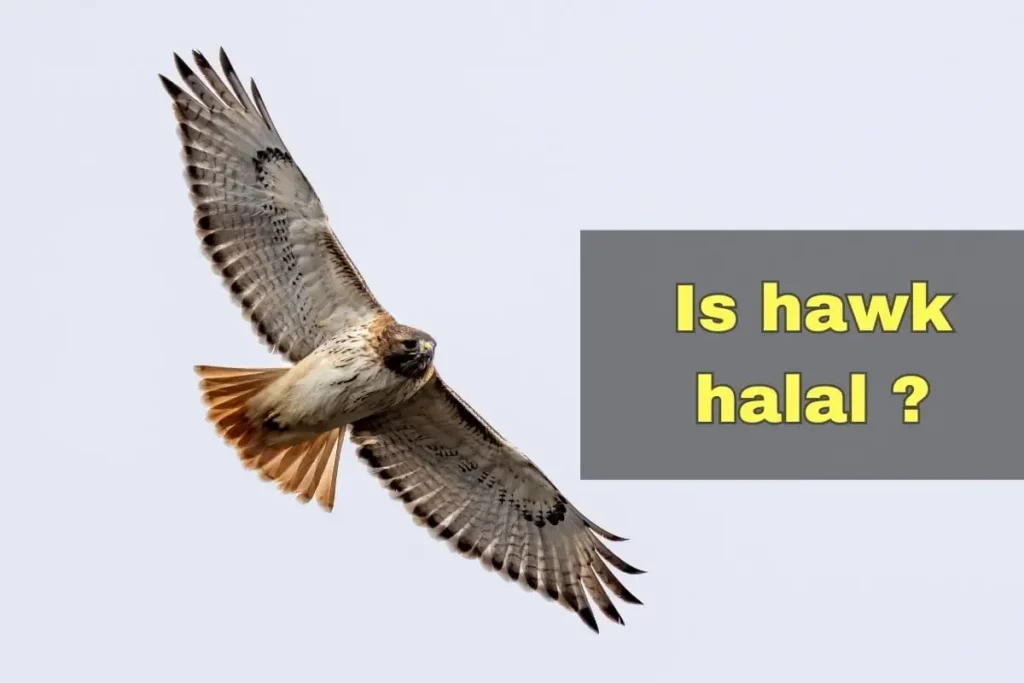 featured - is hawk halal