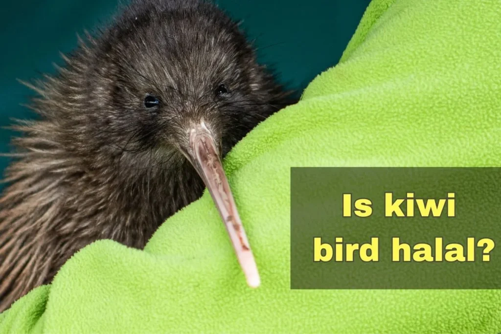 featured - is kiwi bird halal