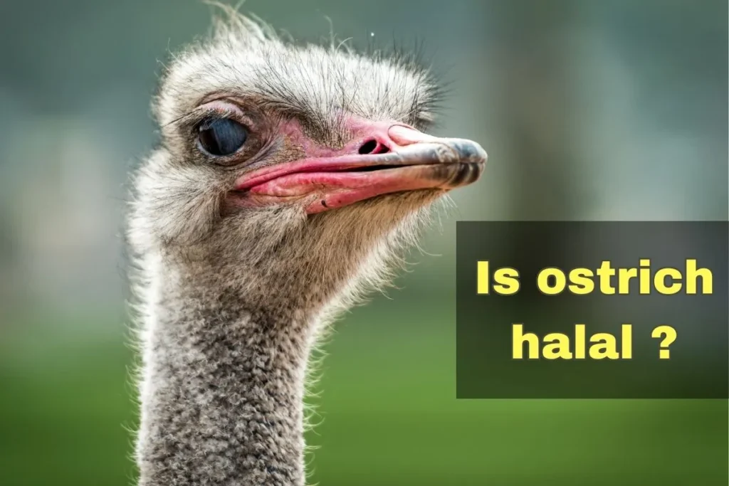 aanbevolen - is struisvogel halal