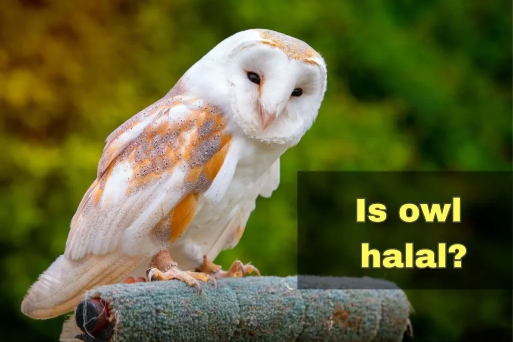 featured -is owl halal
