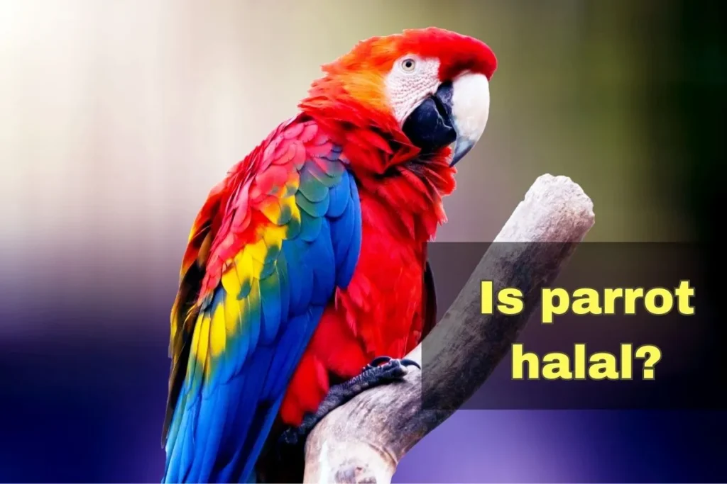 en vedette - le perroquet est-il halal
