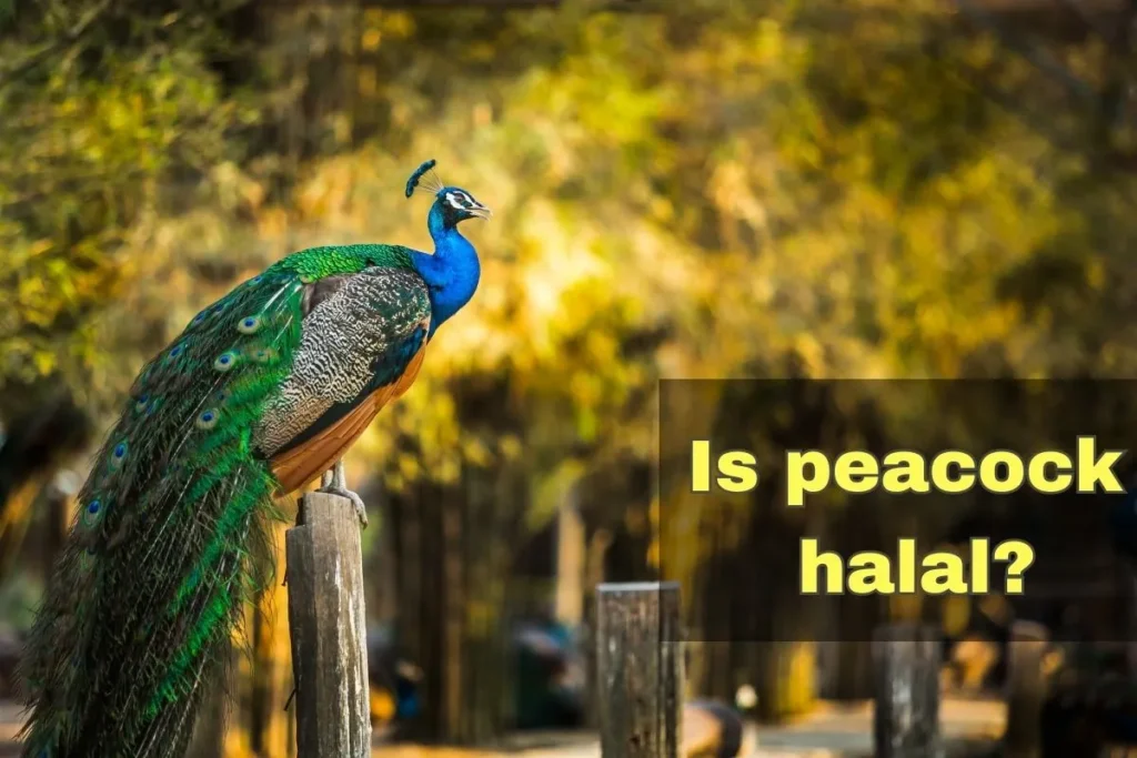 featured - is peacock halal