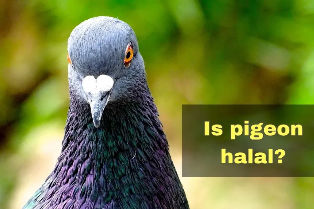 featured - is pigeon halal to eat