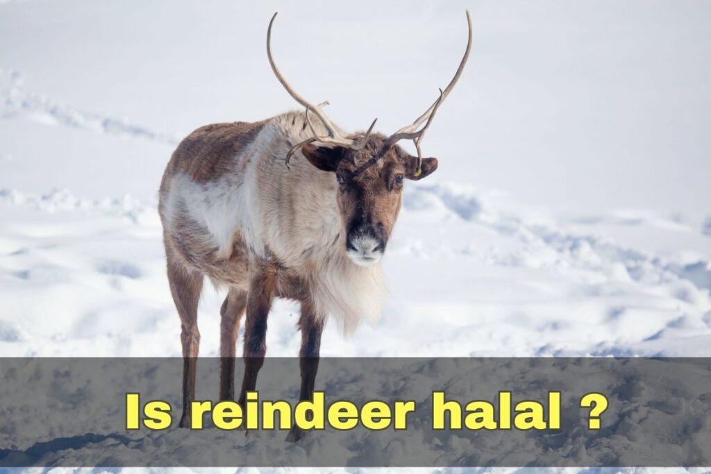 is reindeer halal