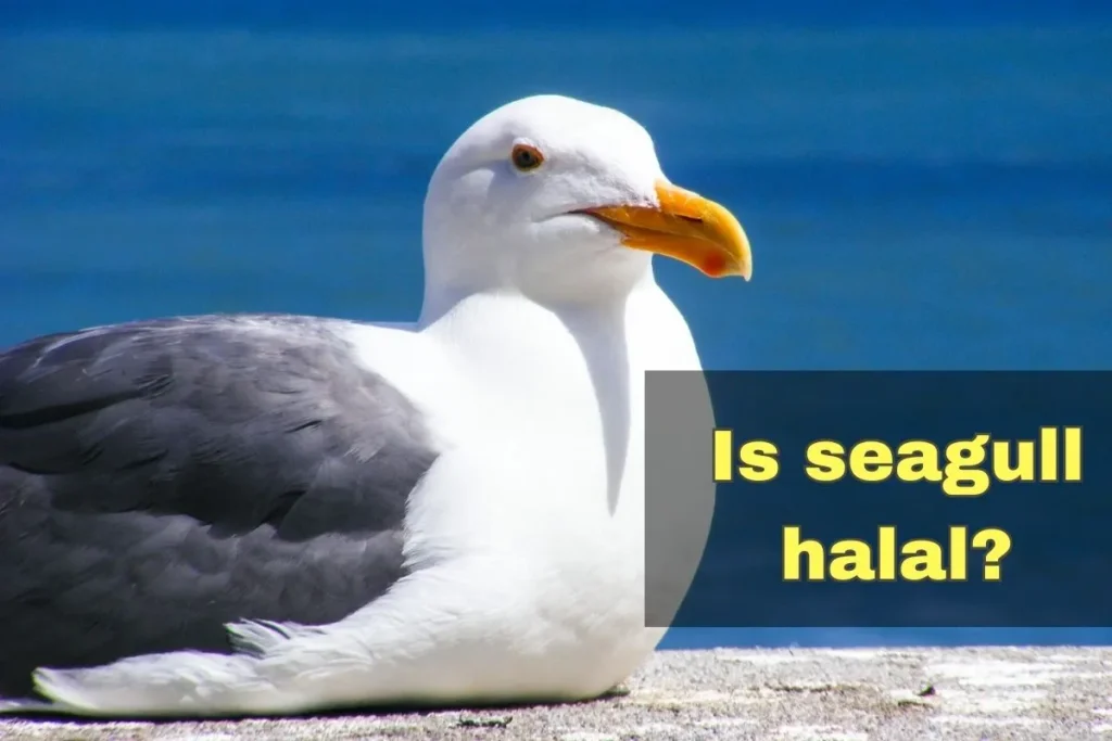 featured - is seagull halal