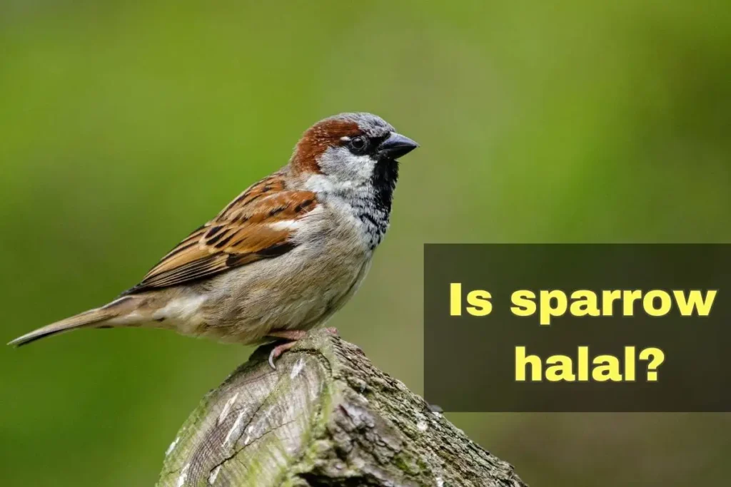 featured - is sparrow halal