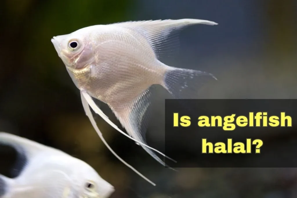 featured - is angelfish halal
