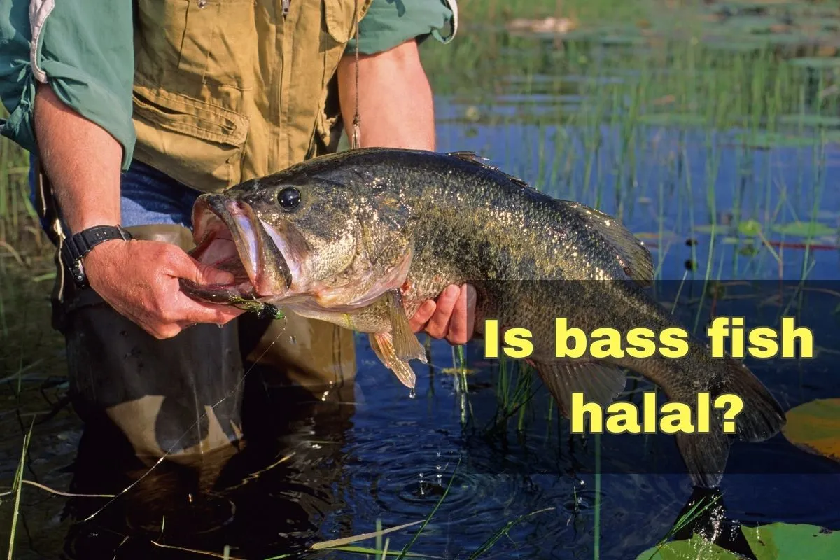 featured - is bass fish halal