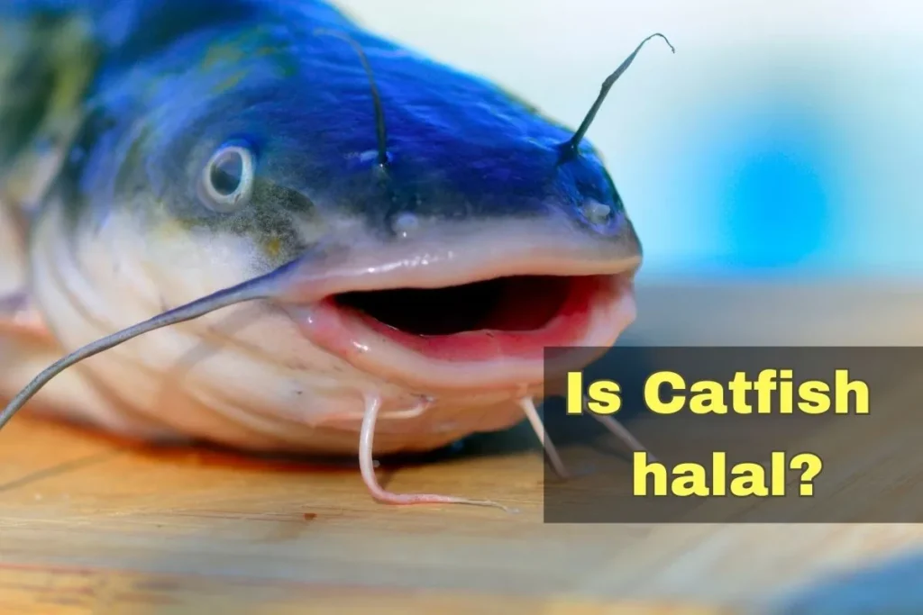 featured - is catfish halal
