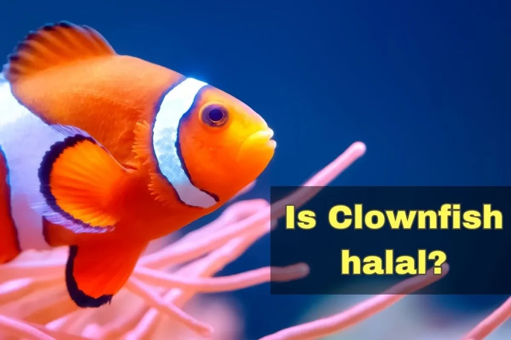vorgestellt - ist Clownfisch Halal