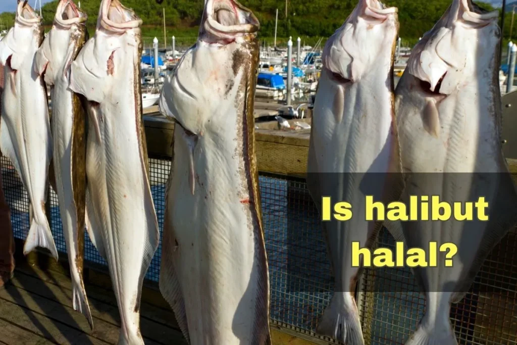 aanbevolen - is heilbot halal