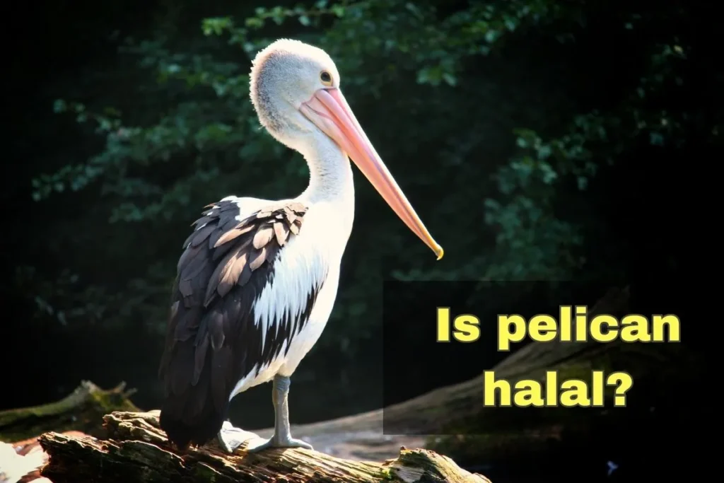 featured - is pelican halal?
