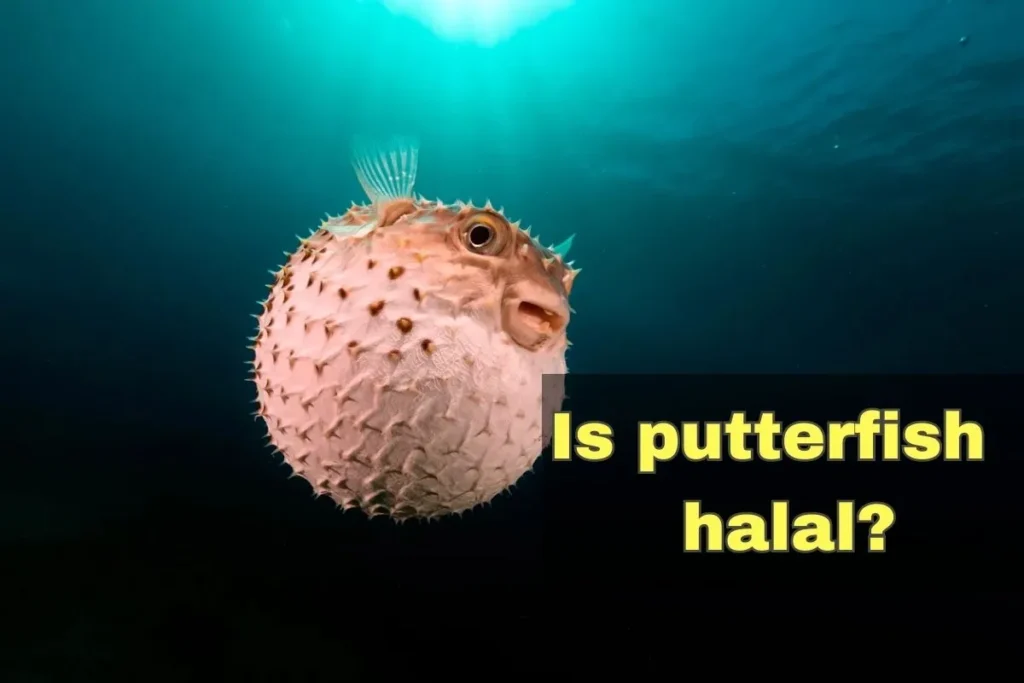 aanbevolen - is halal putterfish