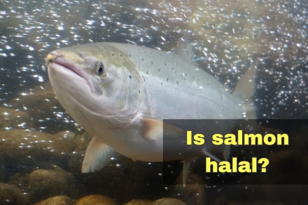 featured - is salmon halal