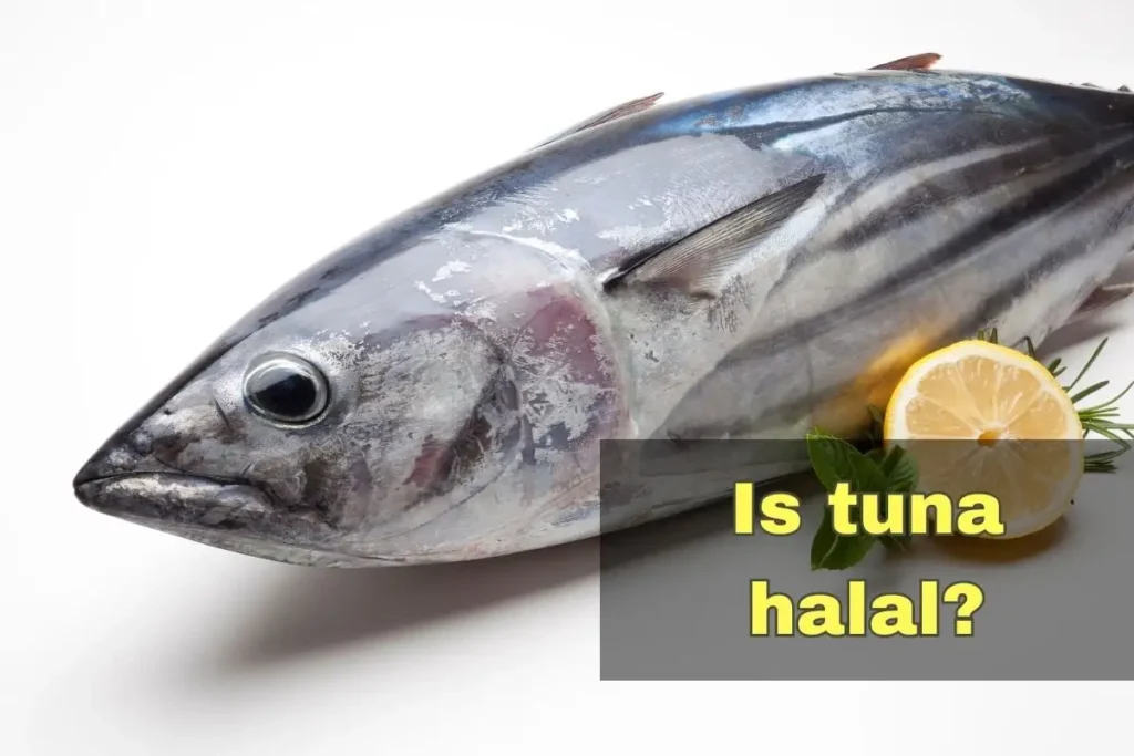 vorgestellt - ist Thunfisch Halal