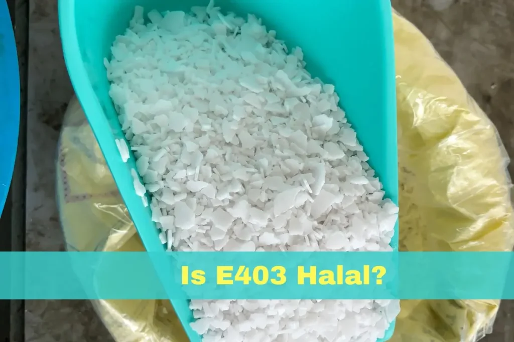 featured - Is E403 Halal or Haram