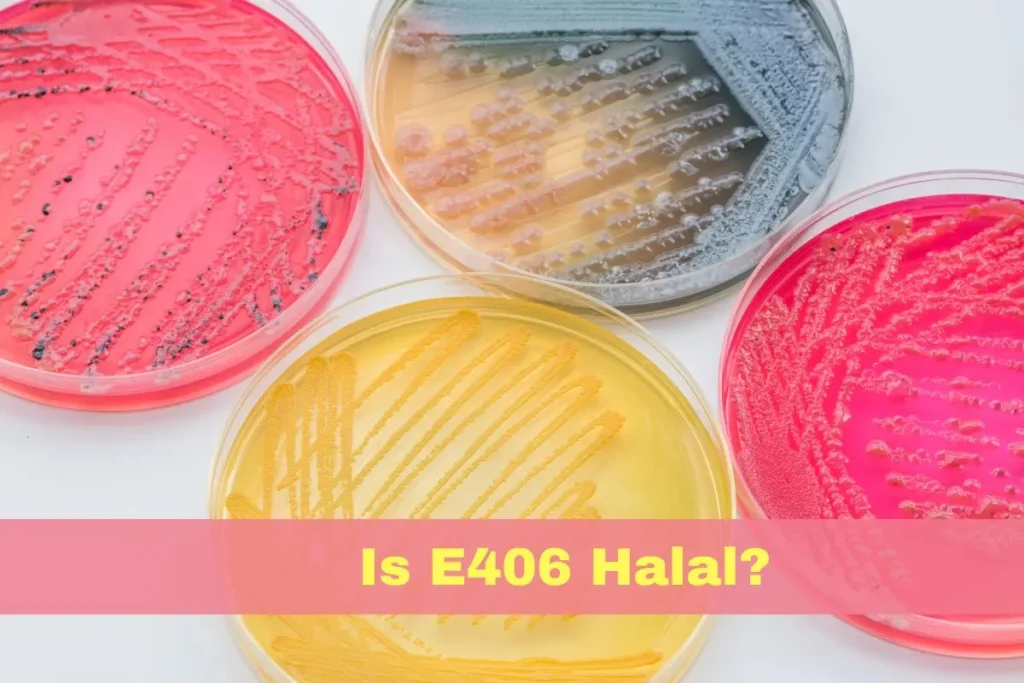 featured - Is E406 Halal or Haram